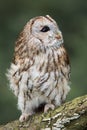 Alert tawny owl