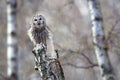 Alert tawny owl sitting on a birch stump and looking into camera with copy space