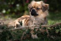 Alert tibetan spaniel dog watching over the garden