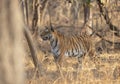 Alert Tigress at Pench national Park,Madhya Pradesh Royalty Free Stock Photo