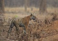 Alert Tigress at Tadoba Tiger reserve Maharashtra,India Royalty Free Stock Photo