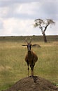 Alert topi Royalty Free Stock Photo