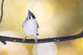 Tufted Titmouse Perched on an Autumn Branch