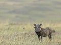 Alert Warthog in dry grassland at Masai Mara, Kenya, Royalty Free Stock Photo