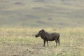 Alert Warthog in dry grassland at Masai Mara, Kenya, Royalty Free Stock Photo