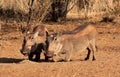 Alert Warthogs Eating Pellets Royalty Free Stock Photo