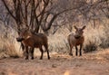 Alert Warthogs Under Bushveld Trees Royalty Free Stock Photo