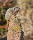 Alert: watchful meercat on the mound Royalty Free Stock Photo