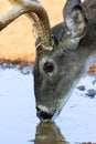 Alert at water hole Royalty Free Stock Photo