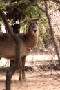 Alert Waterbuck Listening