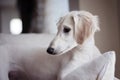 An alert white floppy eared saluki puppy relaxed on a sofa