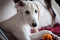 An alert white floppy eared saluki puppy relaxed on a sofa, an ear on a wrong way around