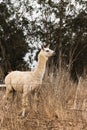 Alert white llama with ears up in profile view, alpaca soft shaggy wool production