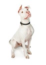 Alert White Pit Bull Crossbreed Dog Sitting Royalty Free Stock Photo