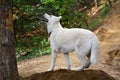 Alert white Siberian Husky dog outdoors on a mountain Royalty Free Stock Photo