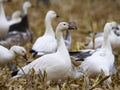 Alert white Snow Goose in winter corn field Royalty Free Stock Photo