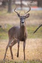 Alert white tail buck staring