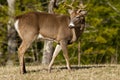 Alert White tailed Buck in The Great Smoky Mountains. Royalty Free Stock Photo