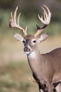 Alert whitetail buck Royalty Free Stock Photo