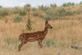 Alert Whitetail Deer Fawn Royalty Free Stock Photo