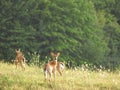 Alert whitetail doe deer protects fawns in field Royalty Free Stock Photo