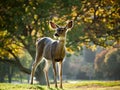 Alert Whitetail deer