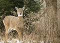 Alert Whitetail Deer Standing in Quiet Forest Royalty Free Stock Photo