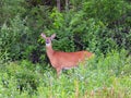 Alert Whitetail deer doe sensing danger nearby Royalty Free Stock Photo