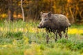 Alert wild boar standing on glade with fresh growing grass in spring at sunrise