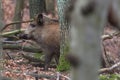 Alert wild boar, sus scrofa