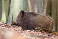 Alert wild boar, sus scrofa, standing fierceful on a forest in autumn time. View of dangerous aggressive mammal in wilderness. Royalty Free Stock Photo