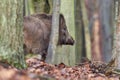 Alert wild boar, sus scrofa