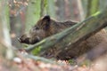 Alert wild boar, sus scrofa