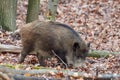 Alert wild boar, sus scrofa Royalty Free Stock Photo