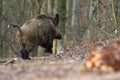 Alert wild boar, sus scrofa Royalty Free Stock Photo