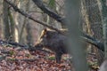 Alert wild boar, sus scrofa, standing fierceful on a forest in autumntime Royalty Free Stock Photo