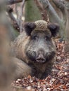 Alert wild boar, sus scrofa, standing fierceful on a forest in autumntime