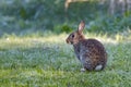 Alert wild common rabbit (Oryctolagus cuniculus) sitting in a meadow on a frosty morning Royalty Free Stock Photo