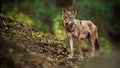 Alert wolf facing camera in summer forest from front view with copy space. Royalty Free Stock Photo