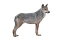 Alert wolf isolated on a white Royalty Free Stock Photo