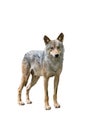 Alert wolf isolated on a white Royalty Free Stock Photo