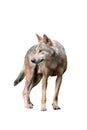 Alert wolf isolated on a white