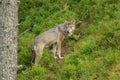 An alert wolf Royalty Free Stock Photo