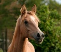 Alert Yearling Arabian Colt Royalty Free Stock Photo