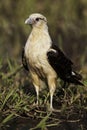 Alert Yellow-headed Caracara on the ground