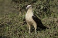 Alert Yellow-headed Caracara, Milvago chimachima