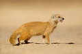 An alert yellow mongoose, Kalahari desert, South Africa