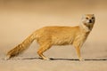 An alert yellow mongoose, Kalahari desert, South Africa