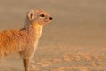 Alert yellow mongoose portrait, Kalahari desert, South Africa