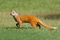 An alert yellow mongoose, South Africa